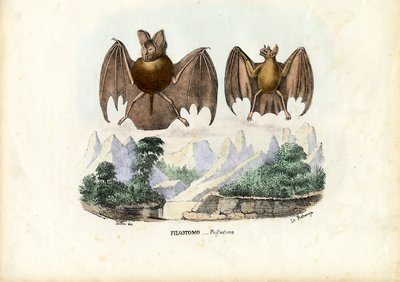 Leaf-Nosed Bats by Raimundo Petraroja